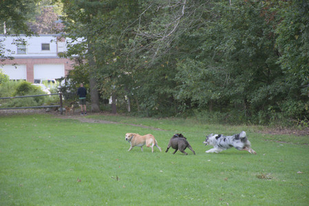 20250910_Thisbe and Dog Park__DSC0331_.jpg