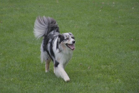 20250910_Thisbe and Dog Park__DSC0334_.jpg