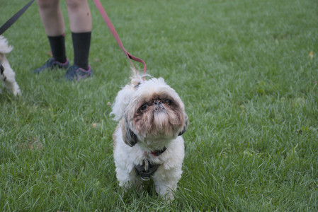 20250910_Thisbe and Dog Park__DSC0345_.jpg