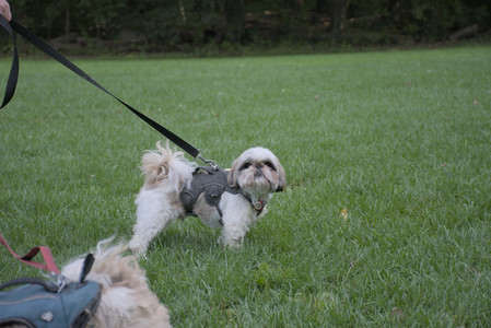 20250910_Thisbe and Dog Park__DSC0347_.jpg