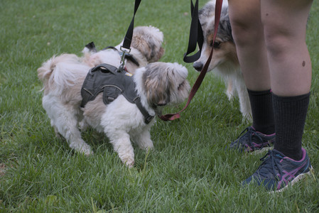 20250910_Thisbe and Dog Park__DSC0349_.jpg