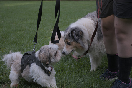 20250910_Thisbe and Dog Park__DSC0350_.jpg