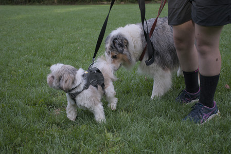 20250910_Thisbe and Dog Park__DSC0351_.jpg