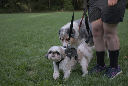 20250910_Thisbe and Dog Park__DSC0352_.jpg