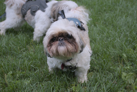 20250910_Thisbe and Dog Park__DSC0353_.jpg