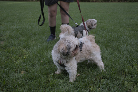 20250910_Thisbe and Dog Park__DSC0354_.jpg