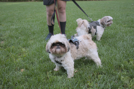 20250910_Thisbe and Dog Park__DSC0355_.jpg