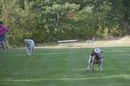 20250911_Dog park__DSC0005_.jpg