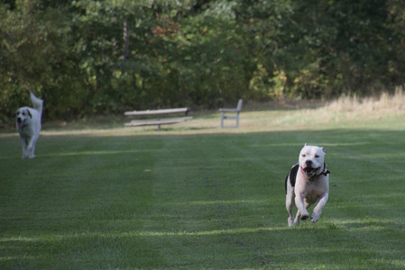 20250911_Dog park__DSC0006_.jpg