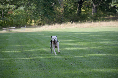 20250911_Dog park__DSC0007_.jpg