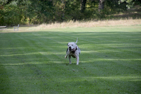 20250911_Dog park__DSC0008_.jpg