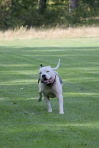 20250911_Dog park__DSC0009_.jpg