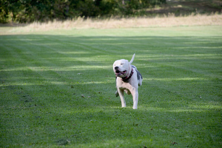 20250911_Dog park__DSC0010_.jpg