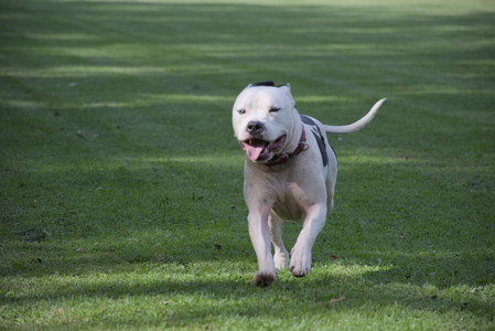 20250911_Dog park__DSC0012_.jpg