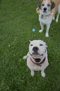 20250911_Dog park__DSC0013_.jpg