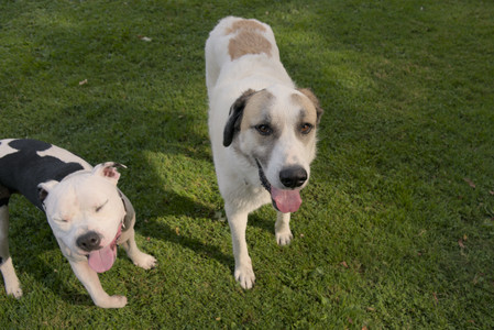 20250911_Dog park__DSC0017_.jpg