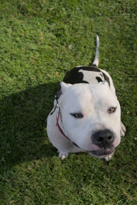 20250911_Dog park__DSC0019_.jpg