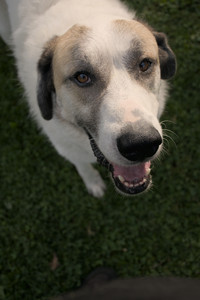 20250911_Dog park__DSC0024_.jpg