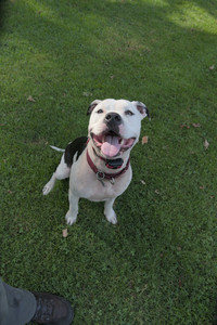 20250911_Dog park__DSC0027_.jpg