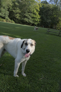 20250911_Dog park__DSC0031_.jpg