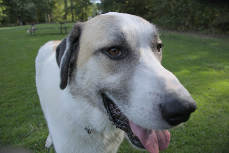 20250911_Dog park__DSC0032_.jpg