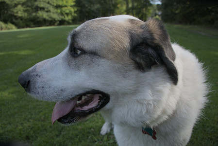 20250911_Dog park__DSC0033_.jpg