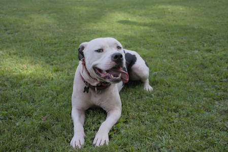 20250911_Dog park__DSC0040_.jpg