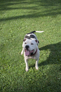 20250911_Dog park__DSC0042_.jpg