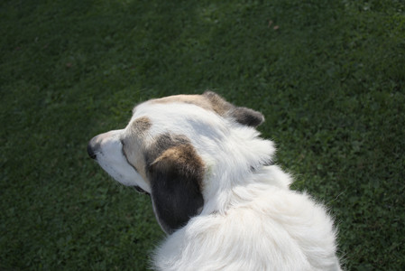 20250911_Dog park__DSC0043_.jpg