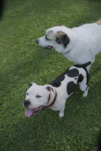 20250911_Dog park__DSC0044_.jpg