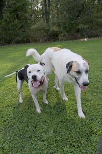 20250911_Dog park__DSC0045_.jpg