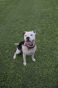 20250911_Dog park__DSC0049_.jpg