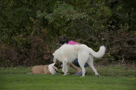 20250911_Dog park__DSC0056_.jpg