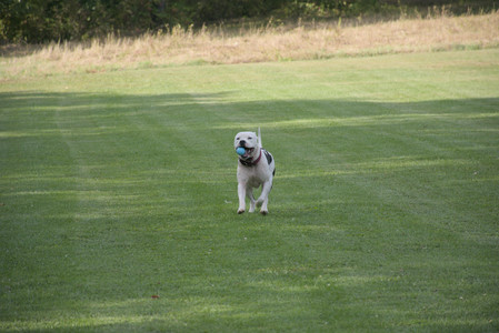 20250911_Dog park__DSC0071_.jpg