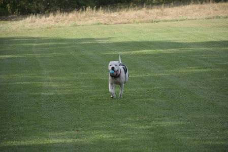 20250911_Dog park__DSC0072_.jpg