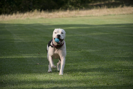 20250911_Dog park__DSC0074_.jpg