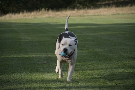 20250911_Dog park__DSC0075_.jpg
