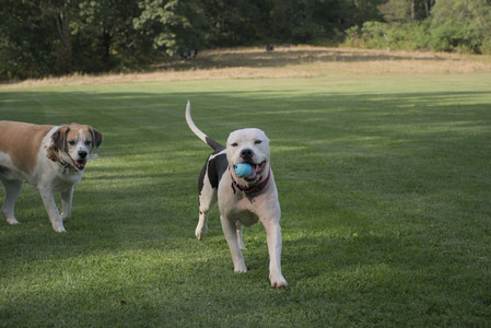 20250911_Dog park__DSC0077_.jpg