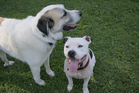 20250911_Dog park__DSC0078_.jpg