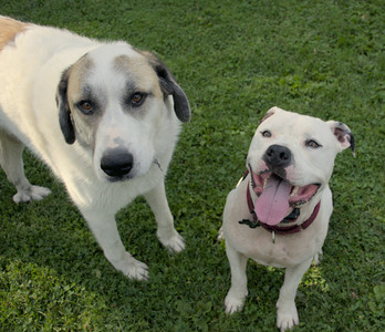 20250911_Dog park__DSC0079_.jpg