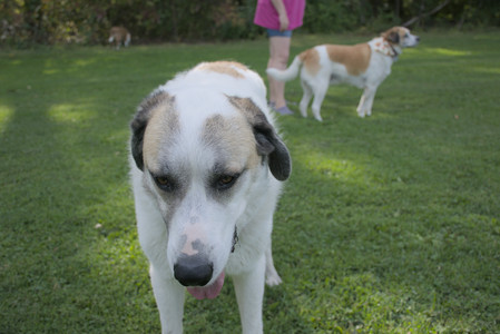 20250911_Dog park__DSC0081_.jpg