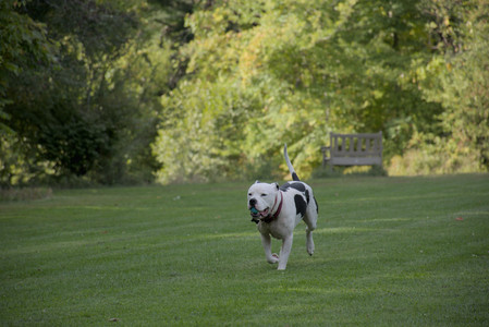 20250911_Dog park__DSC0082_.jpg