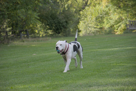 20250911_Dog park__DSC0084_.jpg