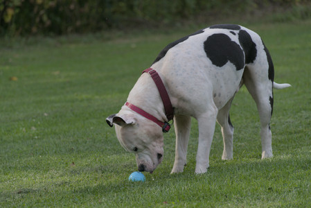 20250911_Dog park__DSC0085_.jpg