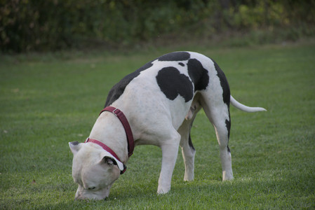 20250911_Dog park__DSC0086_.jpg