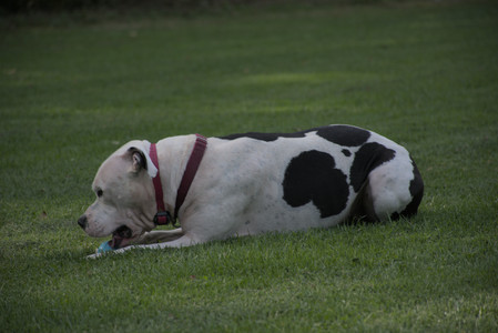 20250911_Dog park__DSC0088_.jpg