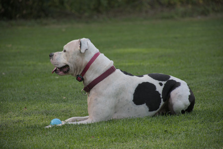 20250911_Dog park__DSC0094_.jpg