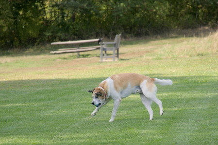 20250911_Dog park__DSC0096_.jpg