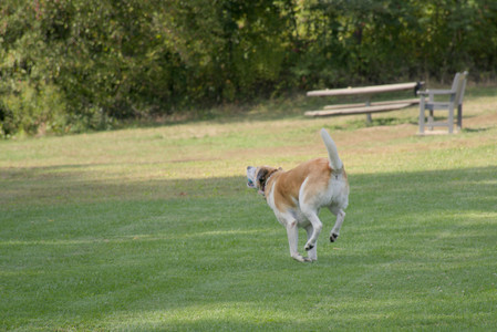 20250911_Dog park__DSC0098_.jpg