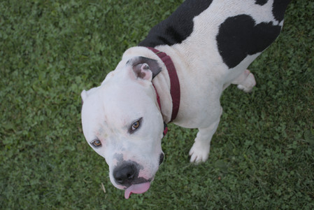 20250911_Dog park__DSC0101_.jpg